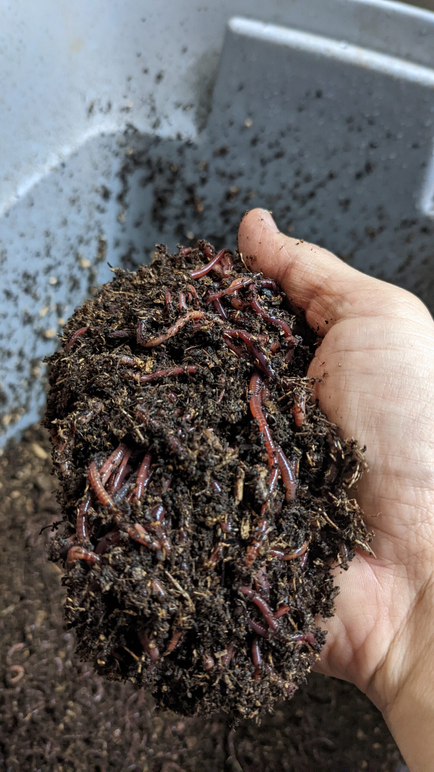 Composting Worms (Vermiculture) Red Wigglers and African