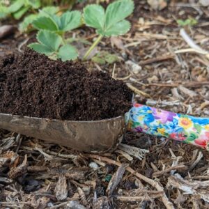 worm castings in a scoop
