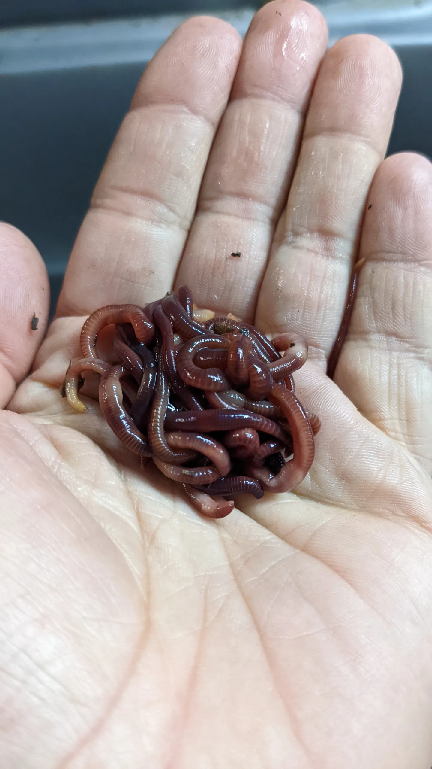 Red Wiggler Composting Worms