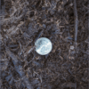 Compost Coin Small
