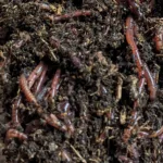 worms red wigglers