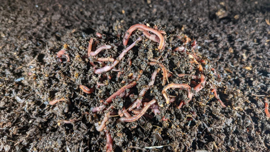 worms, red wiggler,