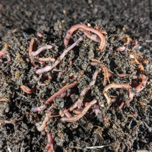 Red Wiggler Adult Worms