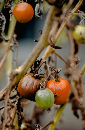 dead tomato plant that is dying from heat stress and disease due to excess heat