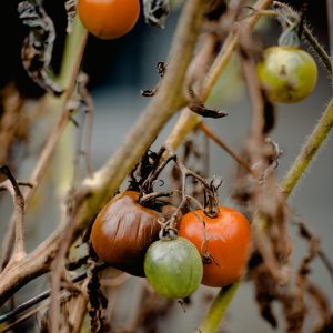 dead tomato plant that is dying from heat stress and disease due to excess heat