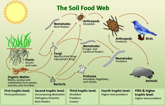 How a living soil cycles nutrients from organic matter to microorganisms to macroorganism to the sun and plants