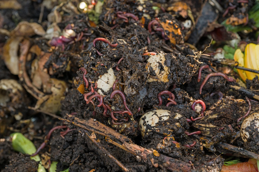 Red Wigglers vermicomposting